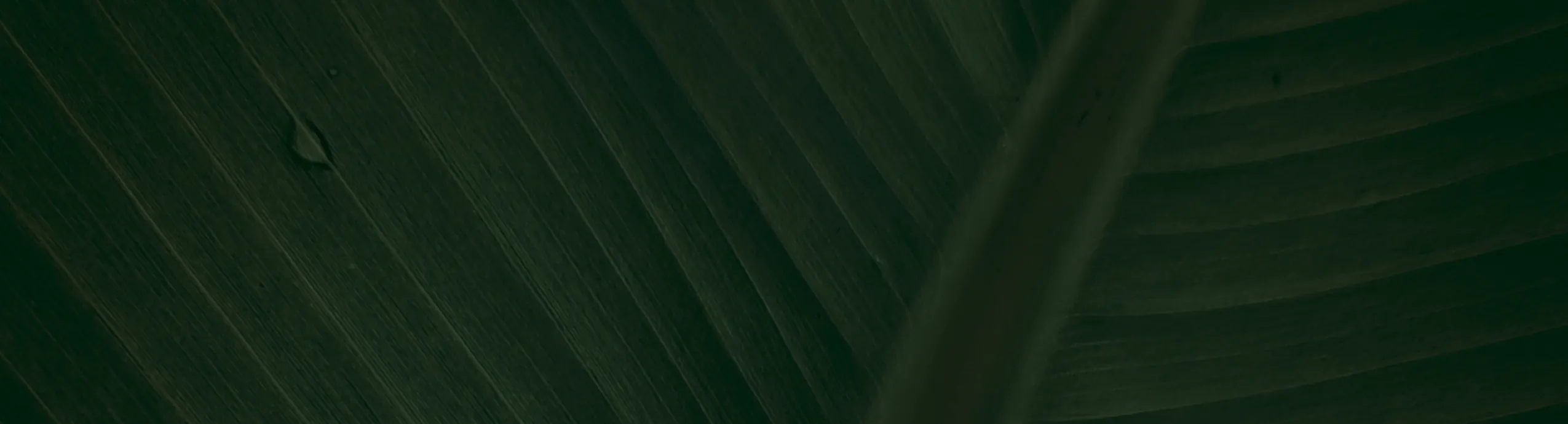 Blue Bliss (Subscribe & Save!)